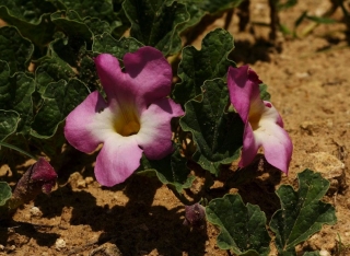 harpagophytum