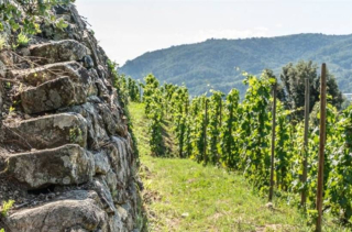 Vignoble en terrasses de l'appellation Saint-Joseph dans la Vallée du Rhône Nord, entre vignes escarpées et collines granitiques